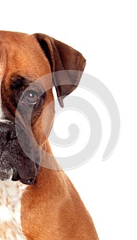 Half-face portrait of a brown adult boxer looking at camera