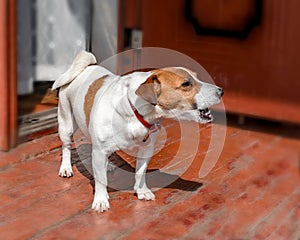 Half-face portrait of cute small dog jack russel terrier standing and barking outside on wooden porch of old country