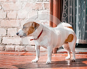 Half-face portrait of cute small dog jack russel terrier standing outside on wooden porch of old brick house next to