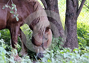 Half-face portrait of a horse eating grass