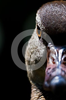 Half-faced Duck Portrait photo