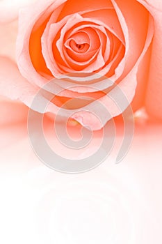 Half frame closeup pink rose