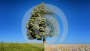 Half green half bare tree.