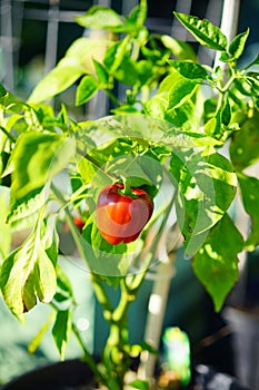 Half green and half red pepper