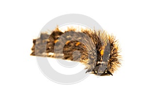 The half-grown caterpillar overwinters and is found in the fall often exposed to old seed heads,