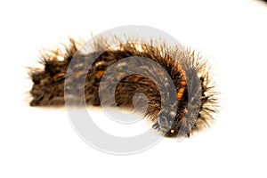 The half-grown caterpillar overwinters and is found in the fall often exposed to old seed heads, photo