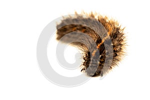 The half-grown caterpillar overwinters and is found in the fall often exposed to old seed heads, photo