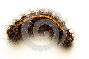 The half-grown caterpillar overwinters and is found in the fall often exposed to old seed heads, photo