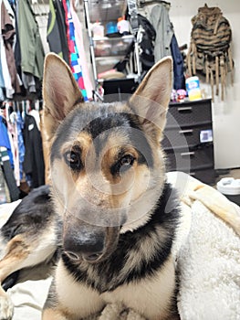 Half and half mix German Shephard and Siberian husky