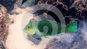 Half and half thicklip wrasse spits or Hemigymnus melapterus swimming among reef corals. Underwater video of colorful