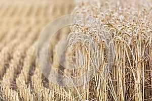 Half harvested wheat field