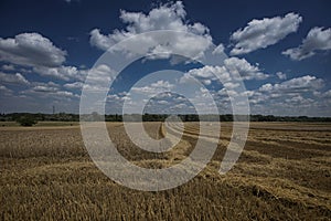 A half-harvested wheat field in the background with a nearby village and a cloudy sky