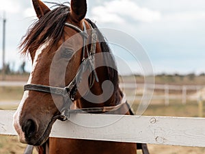 Half head portrait of a brown horse with a white spot on face standing next to wooden fence