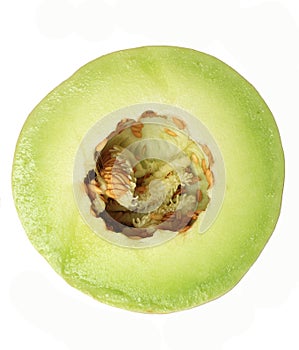 Honeydew Melon