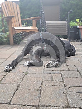 Half Husky half Great Dane Dog lying in the backyard on the patio