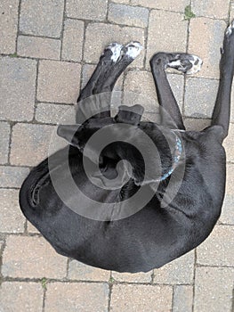 Half Husky half Great Dane Dog lying in the backyard on the patio