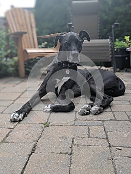 A half Husky half Great Dane Dog lying on the patio