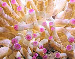 A Half Inch Squat Shrimp on a Gorgeous Sea Anemone