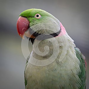 half length portrait of an alexandrine parakeet