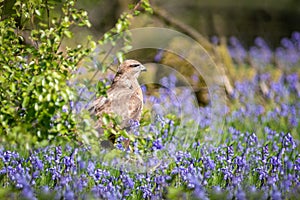 Natural image of a buzzard on the ground