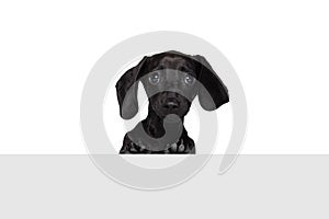 Half-length portrait of cute dachshund dog posing isolated on white studio background. Concept of breed, motion, pets