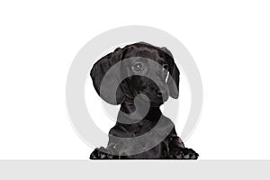 Half-length portrait of cute dachshund dog posing isolated on white studio background. Concept of breed, motion, pets