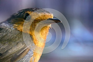 Half-length portrait of the Eurasian robin