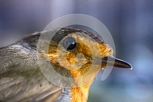 Half-length portrait of the Eurasian robin