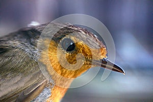 Half-length portrait of the Eurasian robin