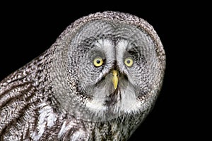 Very close up of a great gray owl