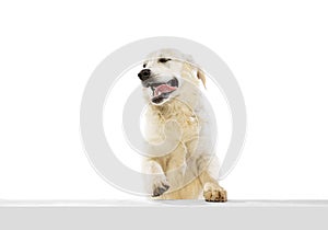 Half-length portrait of happy dog, golden retriever posing isolated on white background. Concept of animal, pets, vet