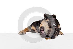 Half-length portrait of nice dog, puppy isolated over white studio background. Concept of motion, action, pets love