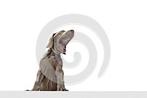 Half-lerngth portrait of Weimaraner dog posing isolated over white background.