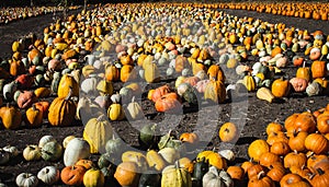 Half Moon Bay California Thanksgiving The Pumpkins Are Here