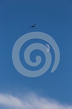 Half moon and bird near some clouds