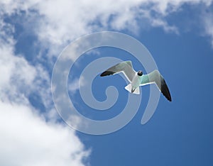 Half Moon Cay seagull overhead
