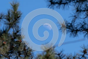 half moon in clear sky among blurry fir branches