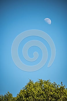 Half of a moon with a detailed surface in the blue sky in daytime behind blurred tops of trees. Astro observations, natural