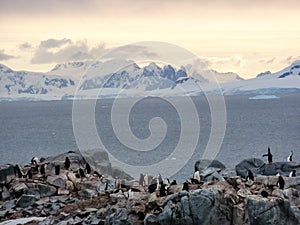 Half Moon Island Chinstrap penguins, Antarctica