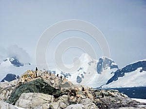 Half Moon Island Chinstrap penguins, Antarctica