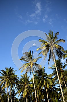 Half moon with palm trees