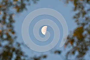 Half moon peeking through the trees