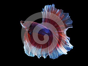 The great siamese fighting fish spred its beautyful tail. photo