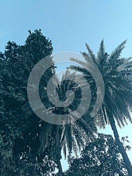 Half moon shining between trees