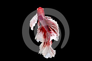 Half moon, siamese fighting fish