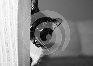 Half of muzzle of black and white cat is peeking out of the corner and looking at camera.