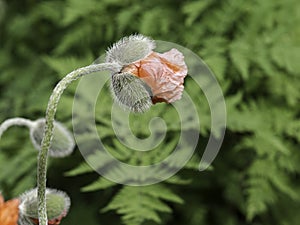 Half open bud of an Oriental poppy