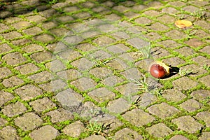 Half open horse-chestnut lying on a mossy pavement