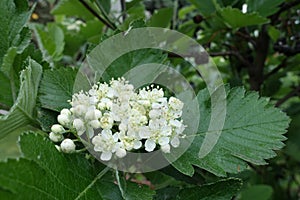 Half open white flowers of Sorbus aria