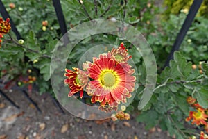 Half-opened buds and red and yellow flower of Chrysanthemum with little droplets of water in October